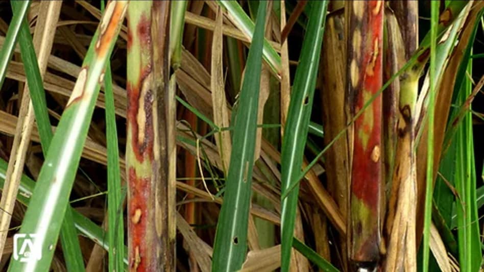 Red Rot Strikes: गन्ने का कैंसर कही जाने वाली रेड रॉट बीमारी से उपज में बड़ी गिरावट, किसानों को 867 करोड़ का नुकसान Red Rot Strikes: गन्ने का कैंसर कही जाने वाली रेड रॉट बीमारी से उपज में बड़ी गिरावट, किसानों को 867 करोड़ का नुकसान