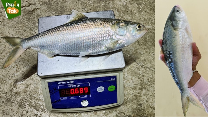 बाजार में हिल्सा मछली 1200 से 2000 रुपये किलो तक बिकती है.