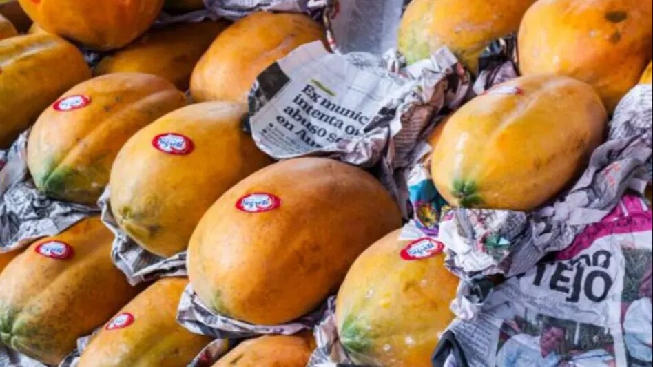 Papaya: अखबार में लपेटकर क्यों बिकता है पपीता, जानें इसकी वैज्ञानिक वजह Papaya: अखबार में लपेटकर क्यों बिकता है पपीता, जानें इसकी वैज्ञानिक वजह