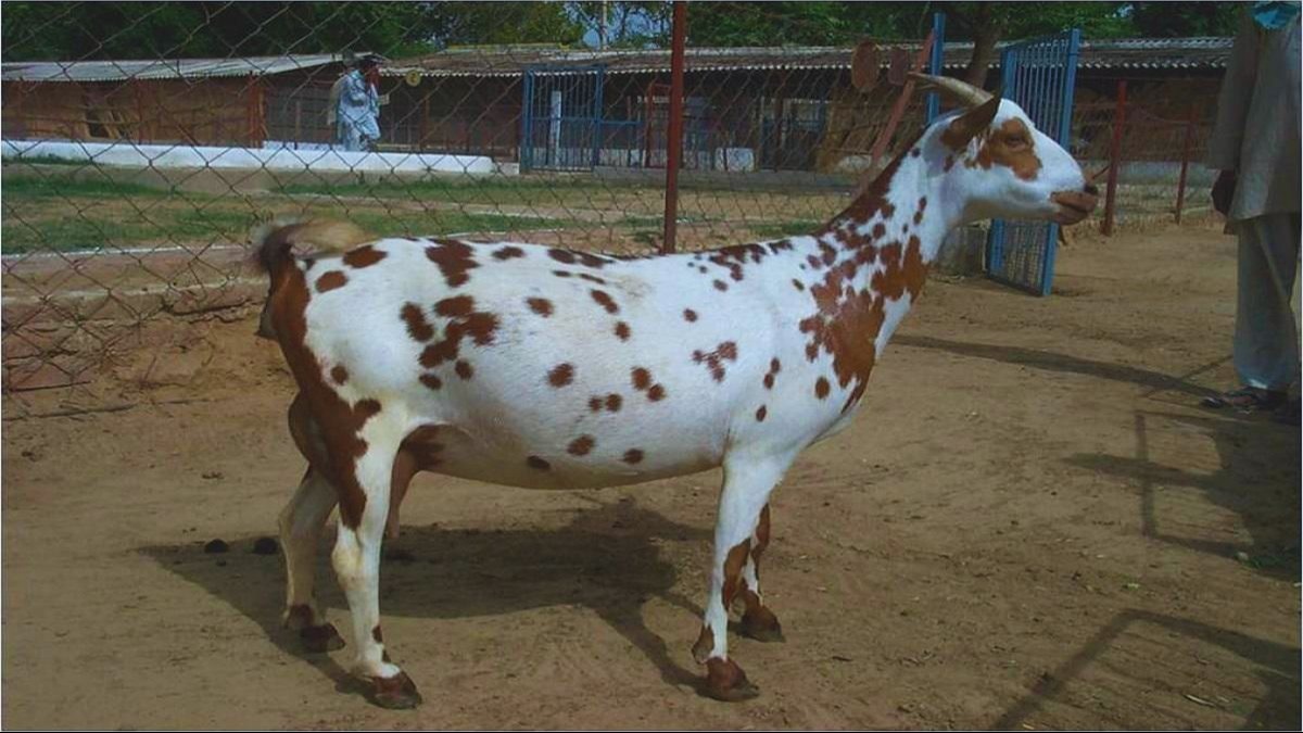 गाभिन बकरी का रखरखाव