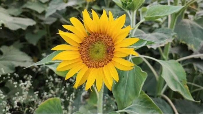 सूरजमुखीकी खेती