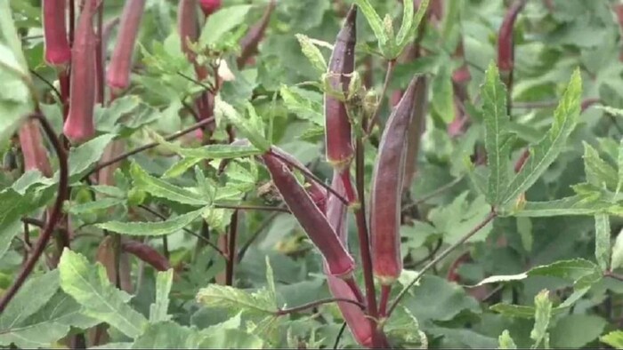 भिंडी खाने के फायदे. (सांकेतिक फोटो)