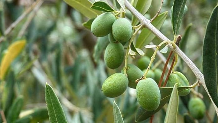 जैतून की खेती( सांकेतिक तस्वीर)