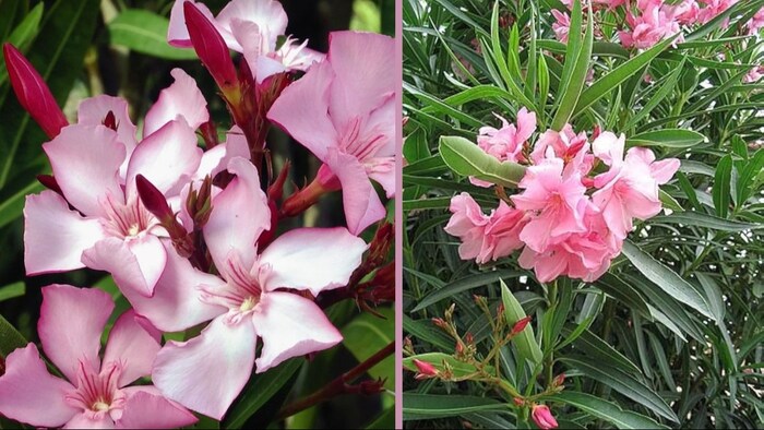 दुनिया भर में गर्म इलाकों में ओलियंडर उगता है.