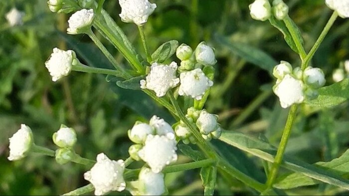 गाजर घास