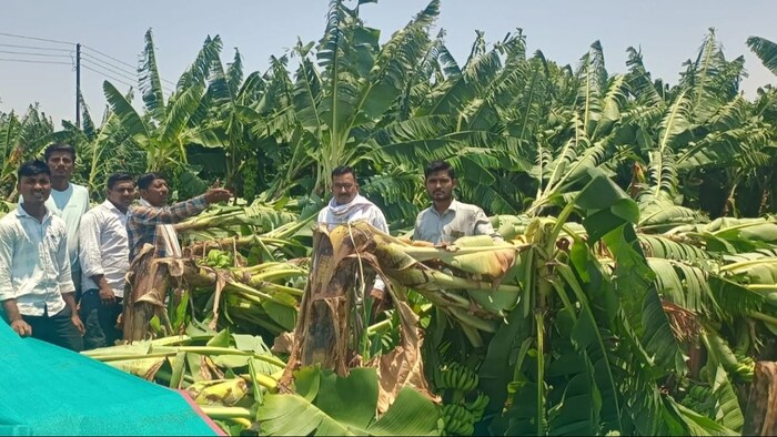 बारिश के कारण फसलों का हुआ नुकसान