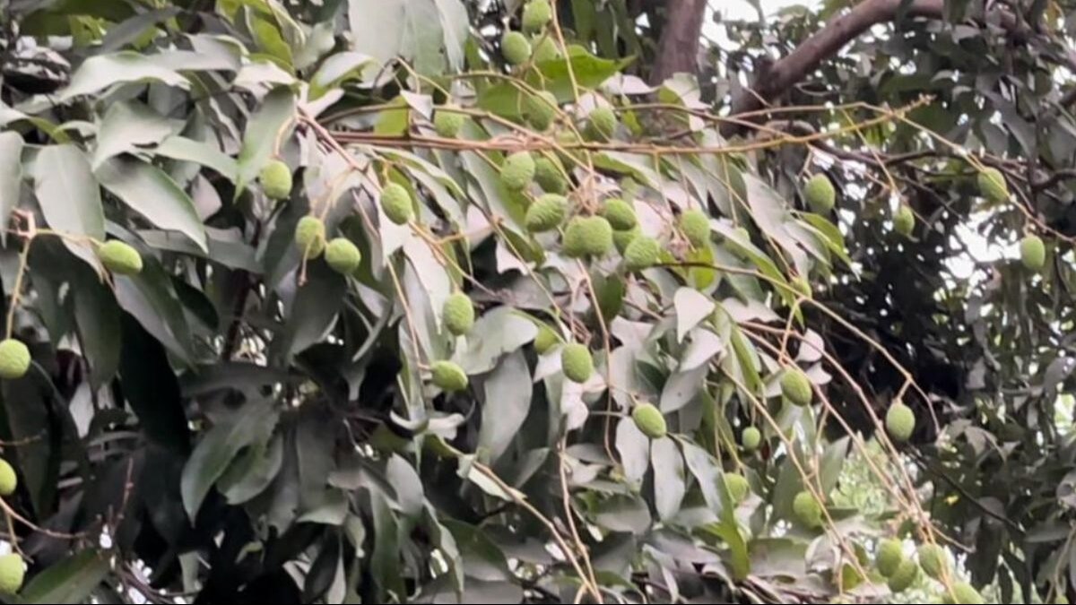 बिहार की शाही लीची 18 मई के बाद बाजार में पहुंचेगी.