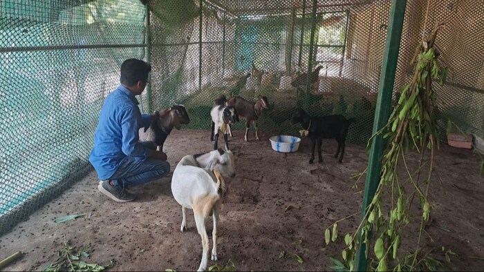 लीची के बाग में बकरी पालन करता किसान.