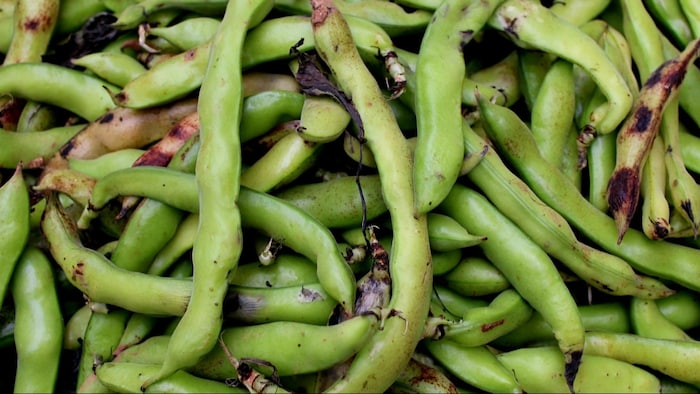 राजस्थान के किसान ग्वार की खेती में हासिल की सफलता