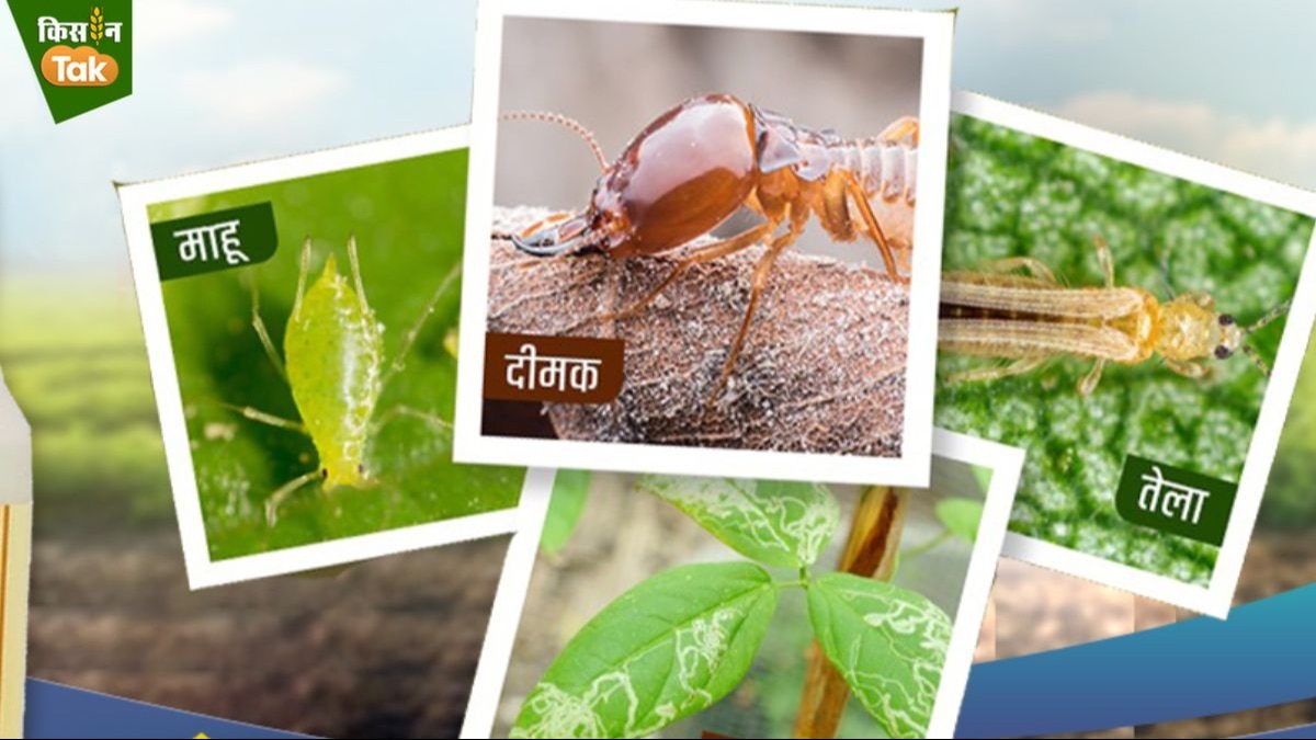फसलों के दुश्मन थ्रिप्स-सुंडी समेत दर्जनभर कीटों के लिए रामबाण है इरुका और तायो प्लस दवा, इफको से खरीदें किसान  
