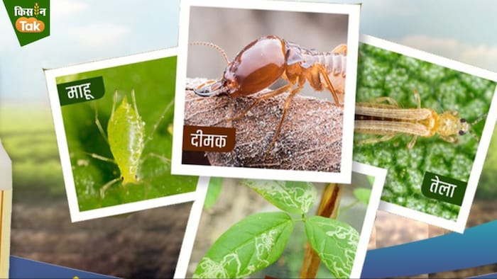कीटों से हर साल दुनियाभर में 31 लाख करोड़ रुपये से अधिक की फसलें बर्बाद होती हैं.