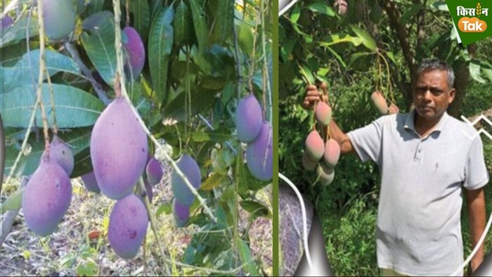 चिंता आम का औसतन वजन 400 ग्राम तक होता है.