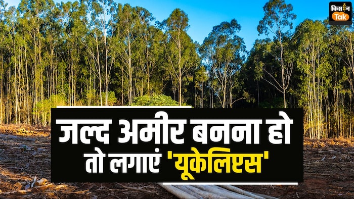 यूकेलिप्टस का पेड़ लगाकर बन सकते हैं अमीर