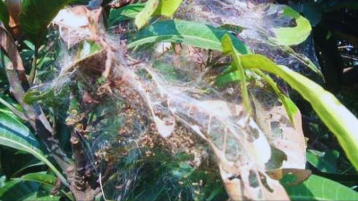 आम पर जाला बनाने वाले कीट का अटैक