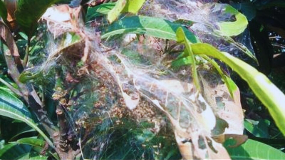 आम पर जाला बनाने वाले कीट का अटैक हो जाए तो क्या करें? डासी मक्खी से भी बचाव जान लें आम पर जाला बनाने वाले कीट का अटैक हो जाए तो क्या करें? डासी मक्खी से भी बचाव जान लें