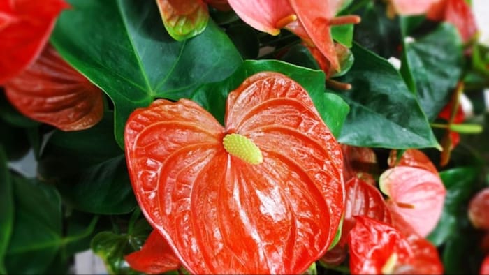 एन्थ्यूरियम फूल की खेती से लाखों की कमाई