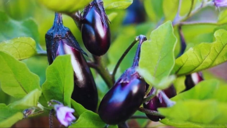 बैंगन की खेती के लिए ऐसे तैयार करें नर्सरी, इन 5 किस्मों की कर सकते हैं बुवाई बैंगन की खेती के लिए ऐसे तैयार करें नर्सरी, इन 5 किस्मों की कर सकते हैं बुवाई