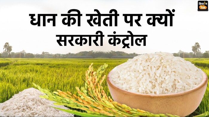 पंजाब-हरियाणा में धान की खेती पर क्यों है सरकारी कंट्रोल