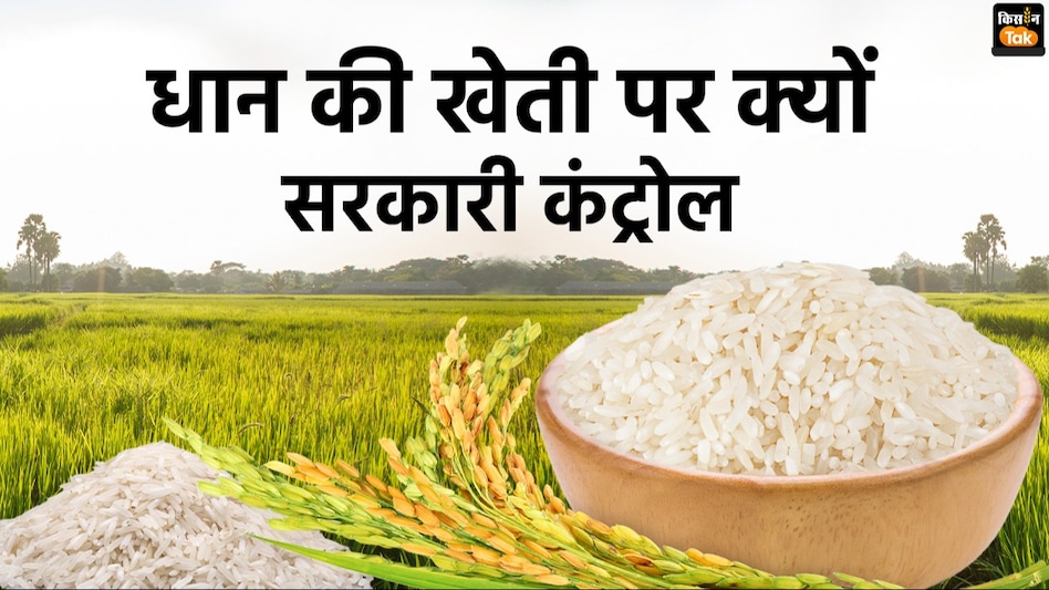 Paddy Farming: पंजाब-हरियाणा में क्यों सरकारी आदेश के बाद शुरू होती है धान रोपाई Paddy Farming: पंजाब-हरियाणा में क्यों सरकारी आदेश के बाद शुरू होती है धान रोपाई