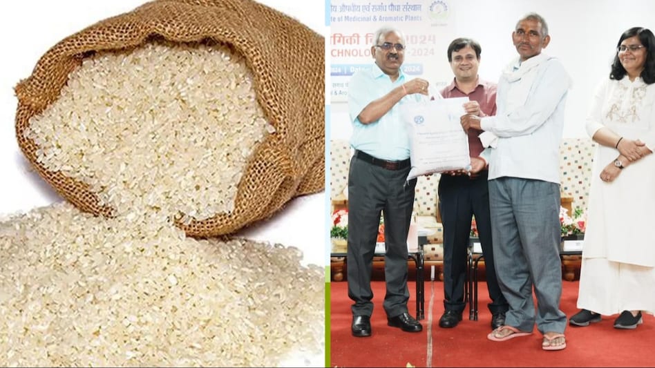 Rice Farming: यूपी में किसानों के आमदनी का बड़ा जरिया बनेगी सांभा मंसूरी चावल की खेती, जानें वैज्ञानिक की सलाह Rice Farming: यूपी में किसानों के आमदनी का बड़ा जरिया बनेगी सांभा मंसूरी चावल की खेती, जानें वैज्ञानिक की सलाह