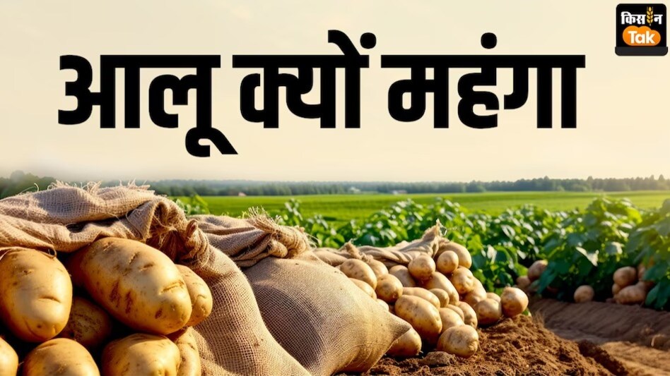 Potato prices: आलू की कीमतों में लगी है आग, जुलाई में 50 रुपये तक पहुंच सकता है भाव Potato prices: आलू की कीमतों में लगी है आग, जुलाई में 50 रुपये तक पहुंच सकता है भाव