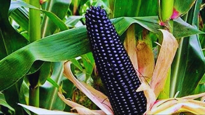 काले मक्के की खेती