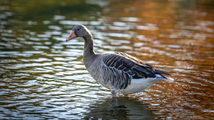 केरल के अलपुझा में बर्ड फ्लू से परेशान किसान