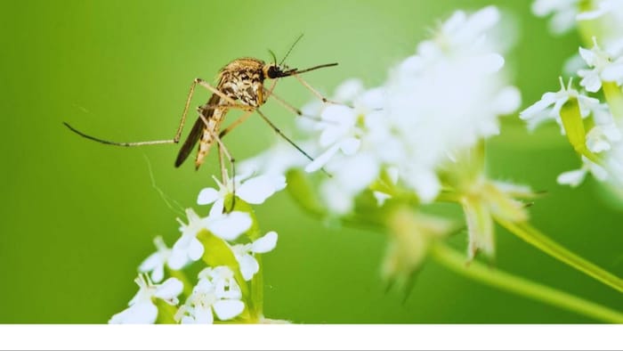 मच्छरों को भगाने के टिप्स