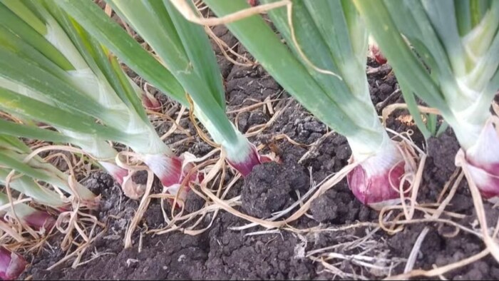 प्याज की खेती,