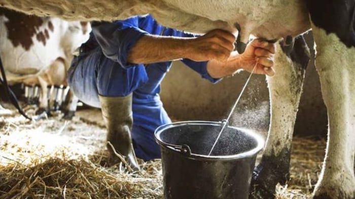 पशुओं में दूध की कमी की समस्या