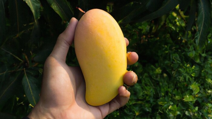 मियाजाकी आम (फाइल फोटो)