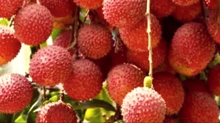 लीची की खेती