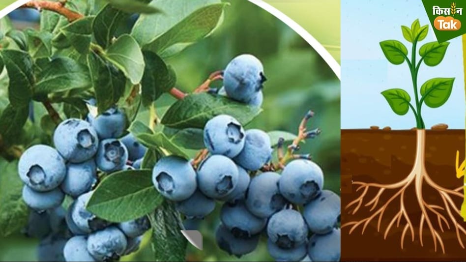 घर में सब्जी-फल उगाते हैं तो बड़े काम की है IFFCO की ये दवा, खेती में इस्तेमाल के लिए किसान घर बैठे मंगाएं  घर में सब्जी-फल उगाते हैं तो बड़े काम की है IFFCO की ये दवा, खेती में इस्तेमाल के लिए किसान घर बैठे मंगाएं