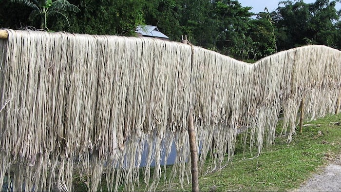 जूट की खेती (सांकेतिक तस्वीर)