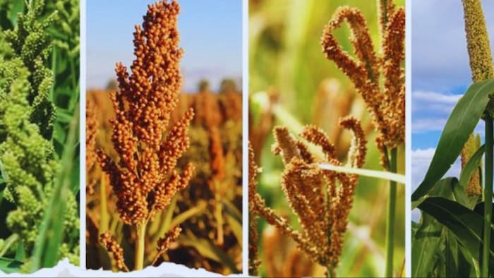 किंग ऑफ मिलेट्स