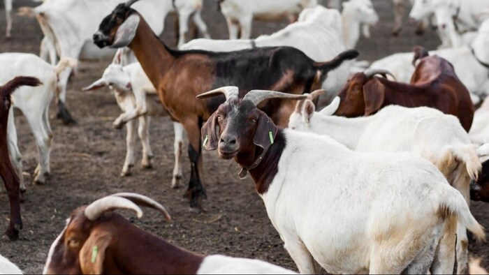 जानिए कैसे पता लगा सकते हैं बकरी की उम्र