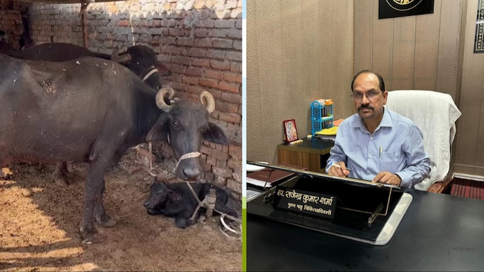 मेरठ मुख्य पशु चिकित्सा अधिकारी डॉ. राजेन्द्र शर्मा (Photo-Kisan Tak)