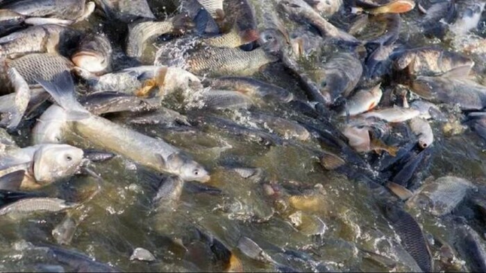 ओडिशा में मछली पकड़ने के लिए सब्सिडी. (सांकेतिक फोटो)