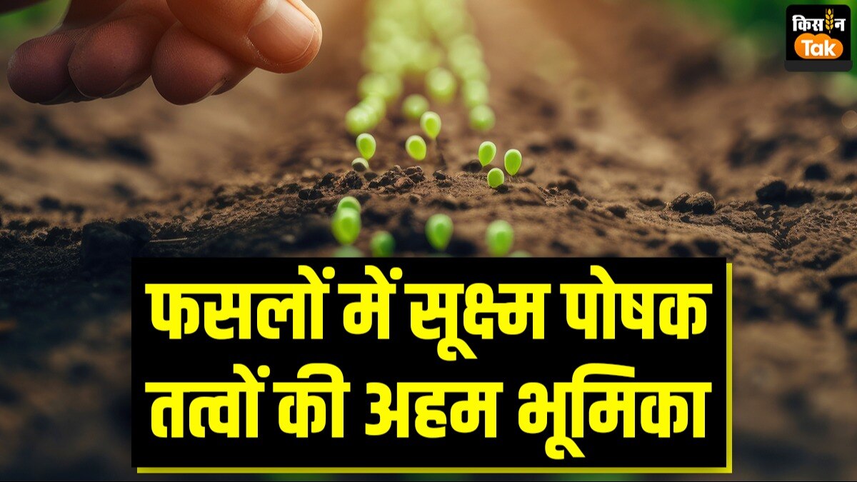 फसलों में सूक्ष्म पोषक तत्वों की अहम भूमिका होती है