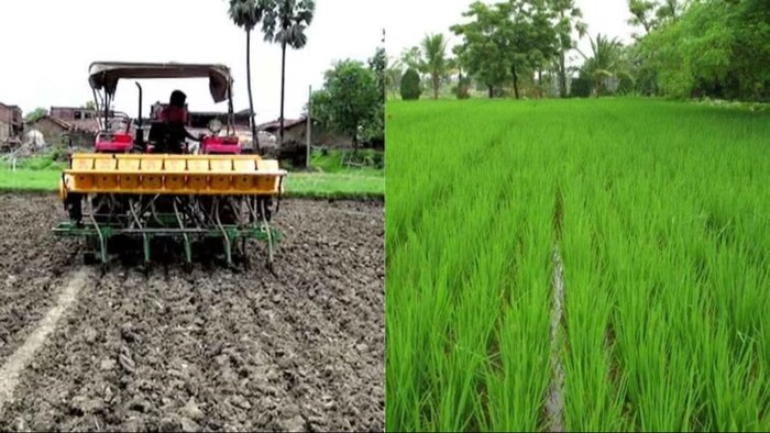 धान की सीधी बुवाई (सांकेतिक तस्वीर)