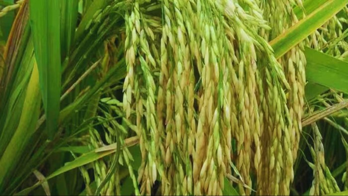 धान की किस्में