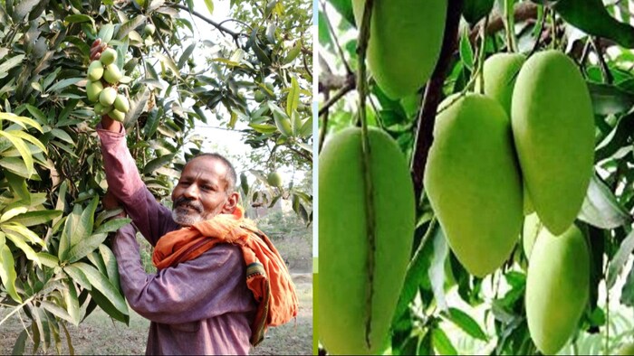 आम की खेती करने वाले बलिया के पटखौली गांव के निवासी किसान नवीन कुमार राय (फोटो- किसान तक)