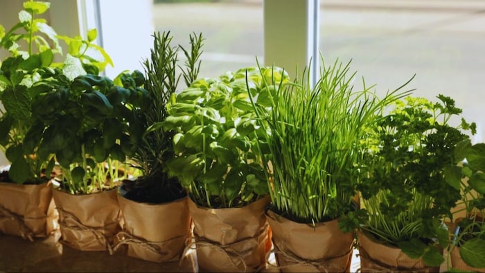 हरी पत्तेदार सब्जियां