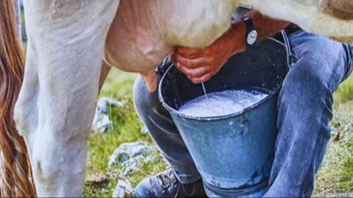 अब गाय से दूध निकालना हुआ आसान. (सांकेतिक फोटो)