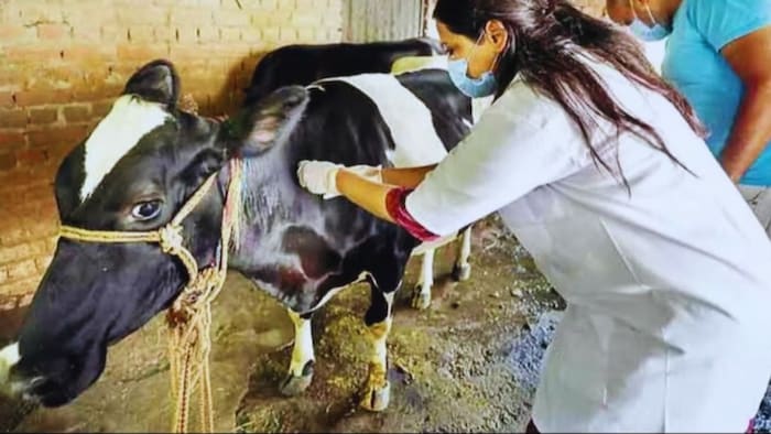 बीमार पशुओं की पहचान