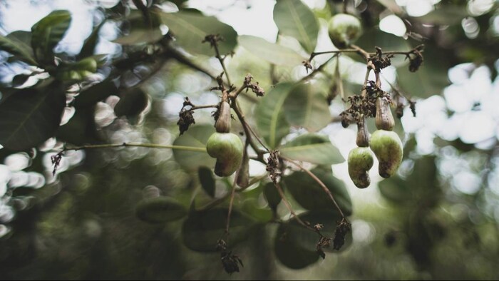 काजु की खेती (सांकेतिक तस्वीर)