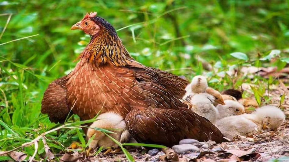 Poultry: क्या गर्मी के मौसम में मुर्गियों को भी लगता है लकवा, कैसे करें देखभाल Poultry: क्या गर्मी के मौसम में मुर्गियों को भी लगता है लकवा, कैसे करें देखभाल