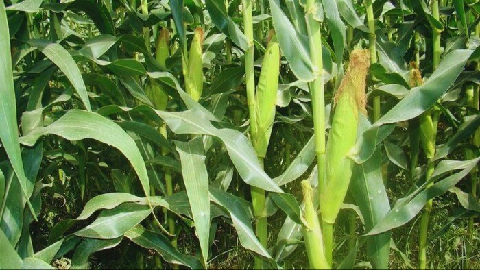 मक्के की खेती (सांकेतिक तस्वीर)