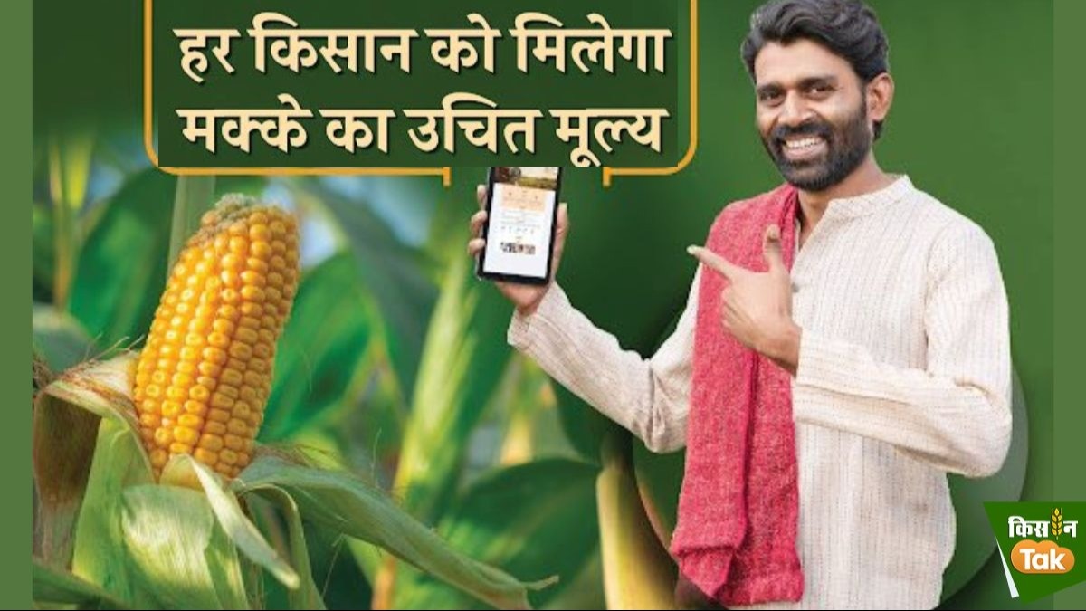 MSP रेट पर मक्का की खरीद कर रही सरकारी एजेंसी, किसान ई-समृद्धि पोर्टल पर तुरंत करें रजिस्ट्रेशन, जान लें तरीका MSP रेट पर मक्का की खरीद कर रही सरकारी एजेंसी, किसान ई-समृद्धि पोर्टल पर तुरंत करें रजिस्ट्रेशन, जान लें तरीका