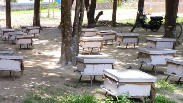 मधुमक्खी पालन सब्सिडी योजना (सांकेतिक तस्वीर)